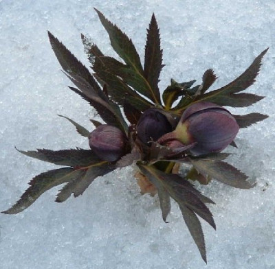 Helleborus_purpurascens_Knospe_im_Schnee.jpg
