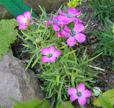 dianthus-glacialis-180511.jpg