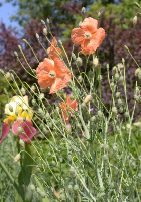 ganzer_mohn_blueten.jpg