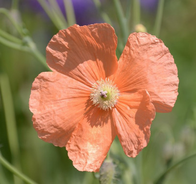 papaver_triniifolium_ev.jpg