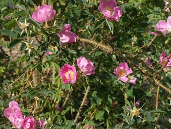 RosenparkPeter_Rrugotida_Kopie.jpg