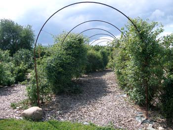 RosenparkPeter_LaubengangMai_Kopie.jpg