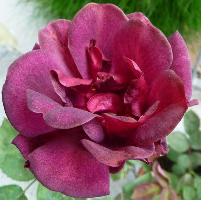 BurgundyVelvet_0511_06.JPG