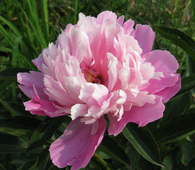 Paeonia_lactiflora_catharina_Fontijn_3_800x600.JPG