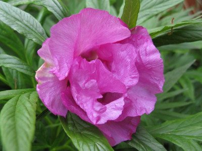 Paeonia_veitchii_2011_800x600.jpg