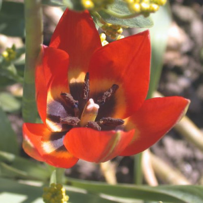 T._hageri_Splendens1002.jpg