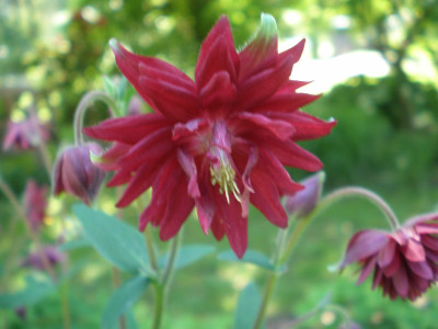 Aquilegia_Ruby_Port_2011ea.jpg