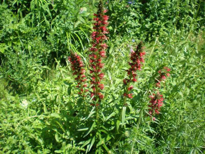 Echium_russicum_2011ea.jpg