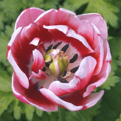 Tulipa_gef._unbekannt002.jpg