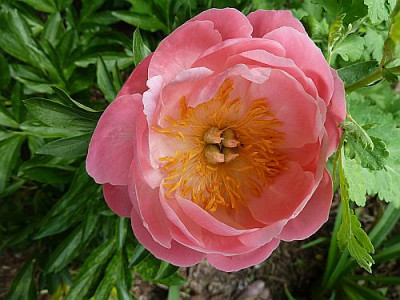 Paeonia_Coral_Suinset_P10006601.jpg