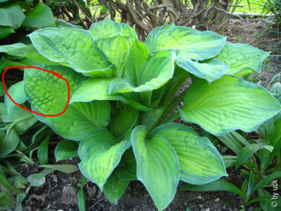 tn_Garten20031222.jpg