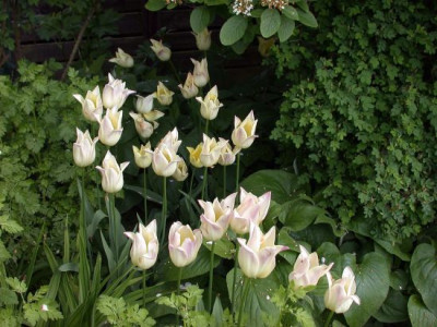 Tulpe_cremeweiss_2002.jpg