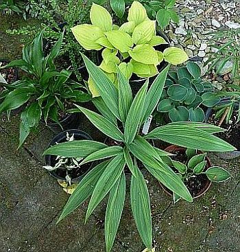 Hostas_im_Wartestand_P100067726.jpg