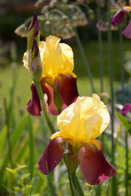 iris_name_hmm.jpg