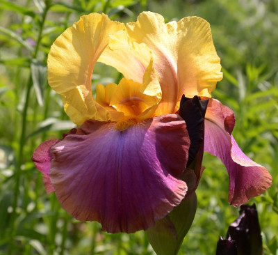 iris_name_hmm_2.jpg