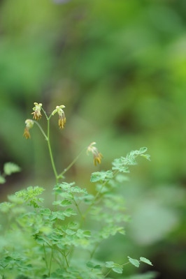 Thalictrum_minus_Adiantifolium.jpg