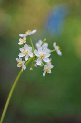 Diphylleia_cymosa_.jpg