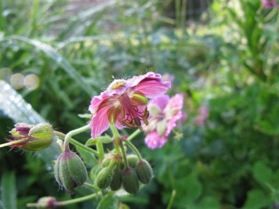 Rose_Madder_110520.jpg