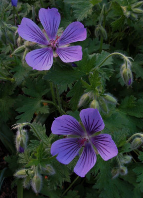 Geranium_ibericum_Ushguli_Gris.jpg