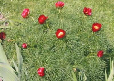 P._tenuifolia_1003.jpg