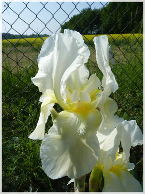 0iris03.jpg