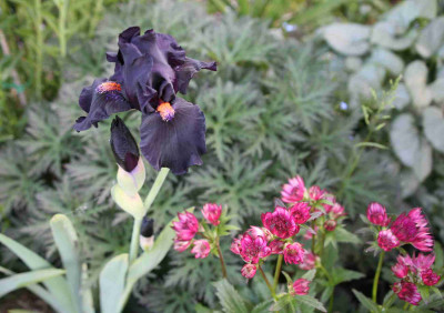 DevilMayCareAstrantia.jpg
