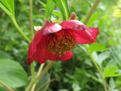Paeonia_delavayi_800x600.jpg