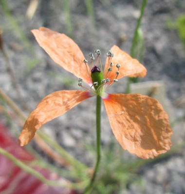 Papaver_tenuifolium_110521.jpg