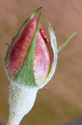 FDxCrep4_01.JPG
