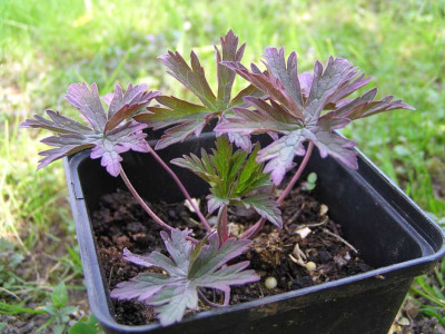 geranium_pratense_cimi_saemling.jpg