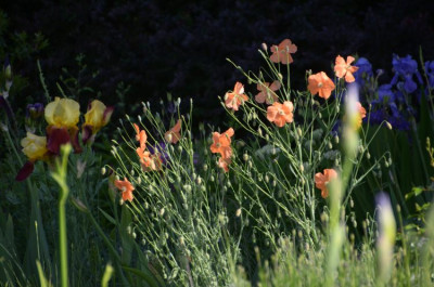 papaver_triniifolia_morgens.jpg