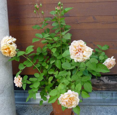 baumarktrose19.JPG