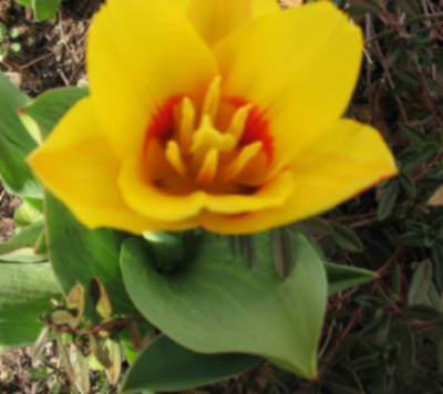 Tulpe.JPG