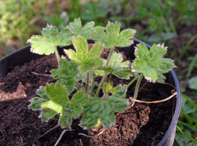 geranium_oxonianum_saemling.jpg