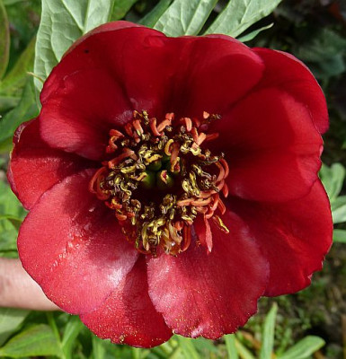 Paeonia_delavayi_P10006621.jpg