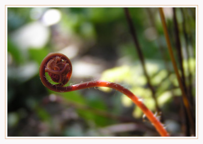 adiantum_eins.jpg