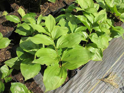 Polygonatum1_ue.jpg