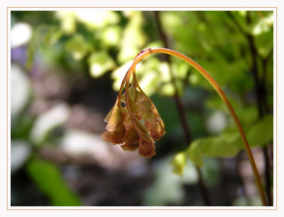 adiantum_zwei.jpg