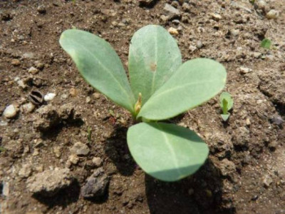 11cerinthe01.jpg
