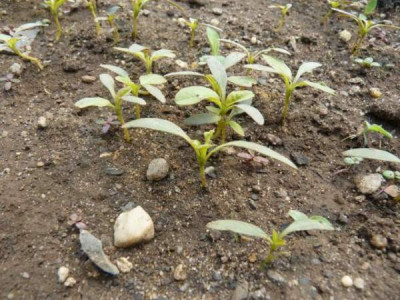 11amaranth01.jpg