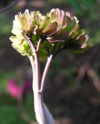 thalictrum_rochebrunianum_austrieb.jpg
