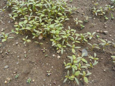 11amaranth02.jpg
