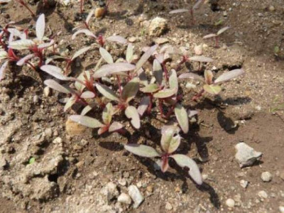 11amaranth03.jpg