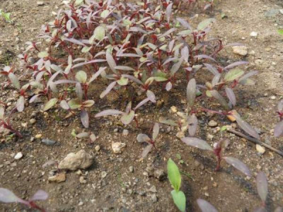 11amaranth04.jpg