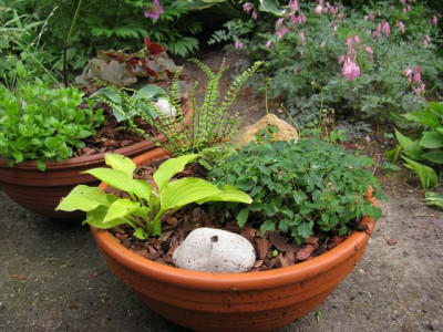 Thalictrum_kiusianum_ganz.jpg