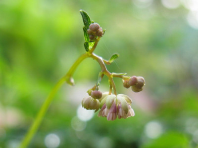 Thalictrum_kiusianum_nah.jpg