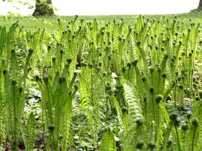 Matteuccia_struthiopteris_Flache.jpg