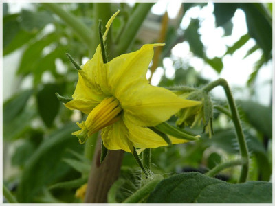 Weisnichts_Potato_Leaf_Flower1.JPG