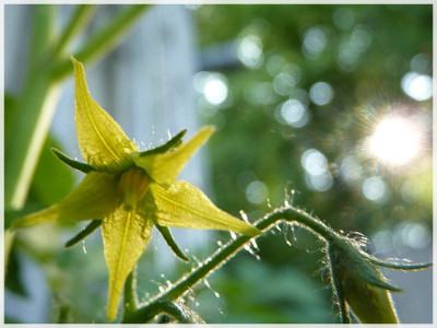 Suesse_Friesin_Flower1.JPG