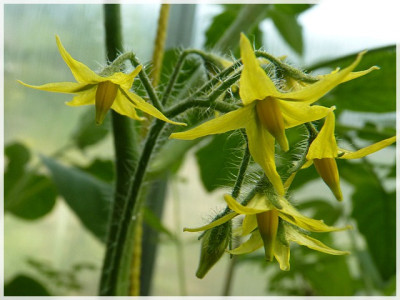 Anmore_Treasures_Flower.JPG
